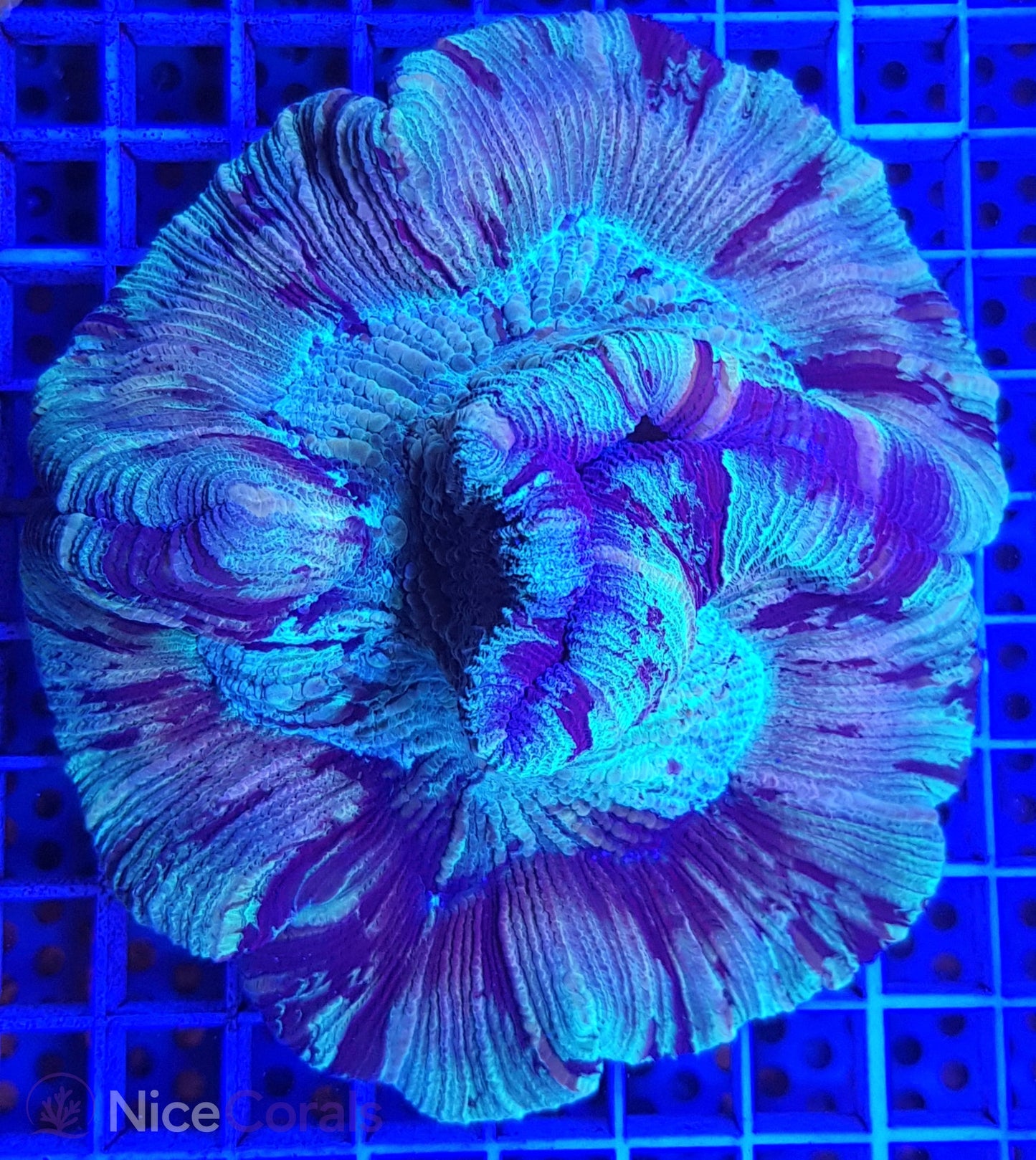 Trachyphyllia