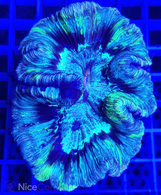 Trachyphyllia