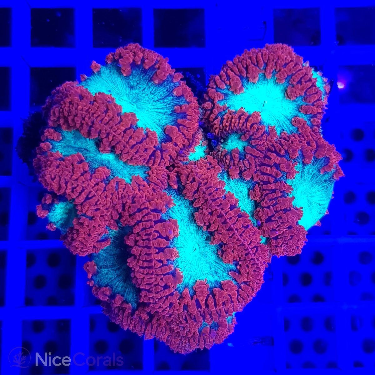 Blastomussa