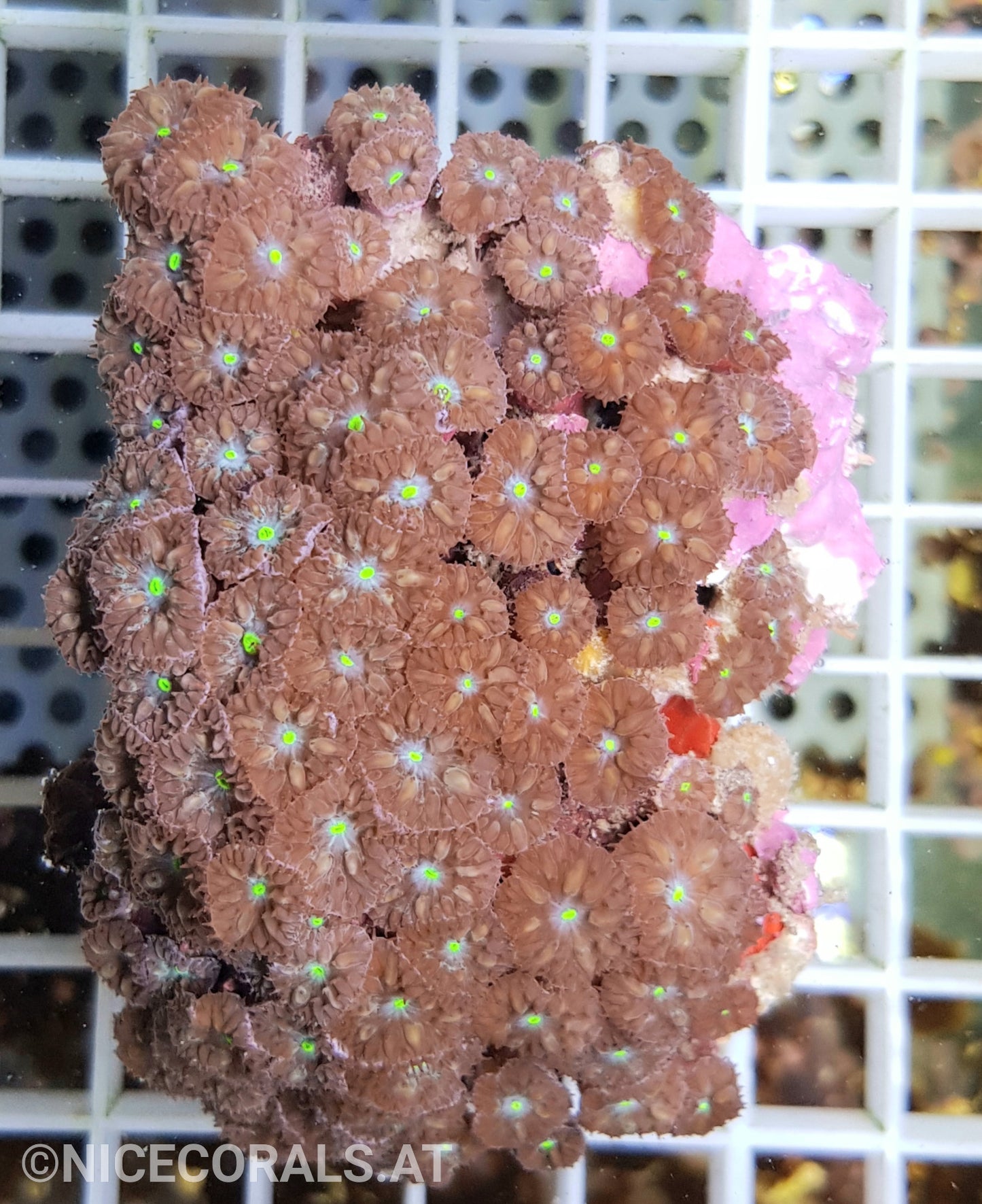 Blastomussa