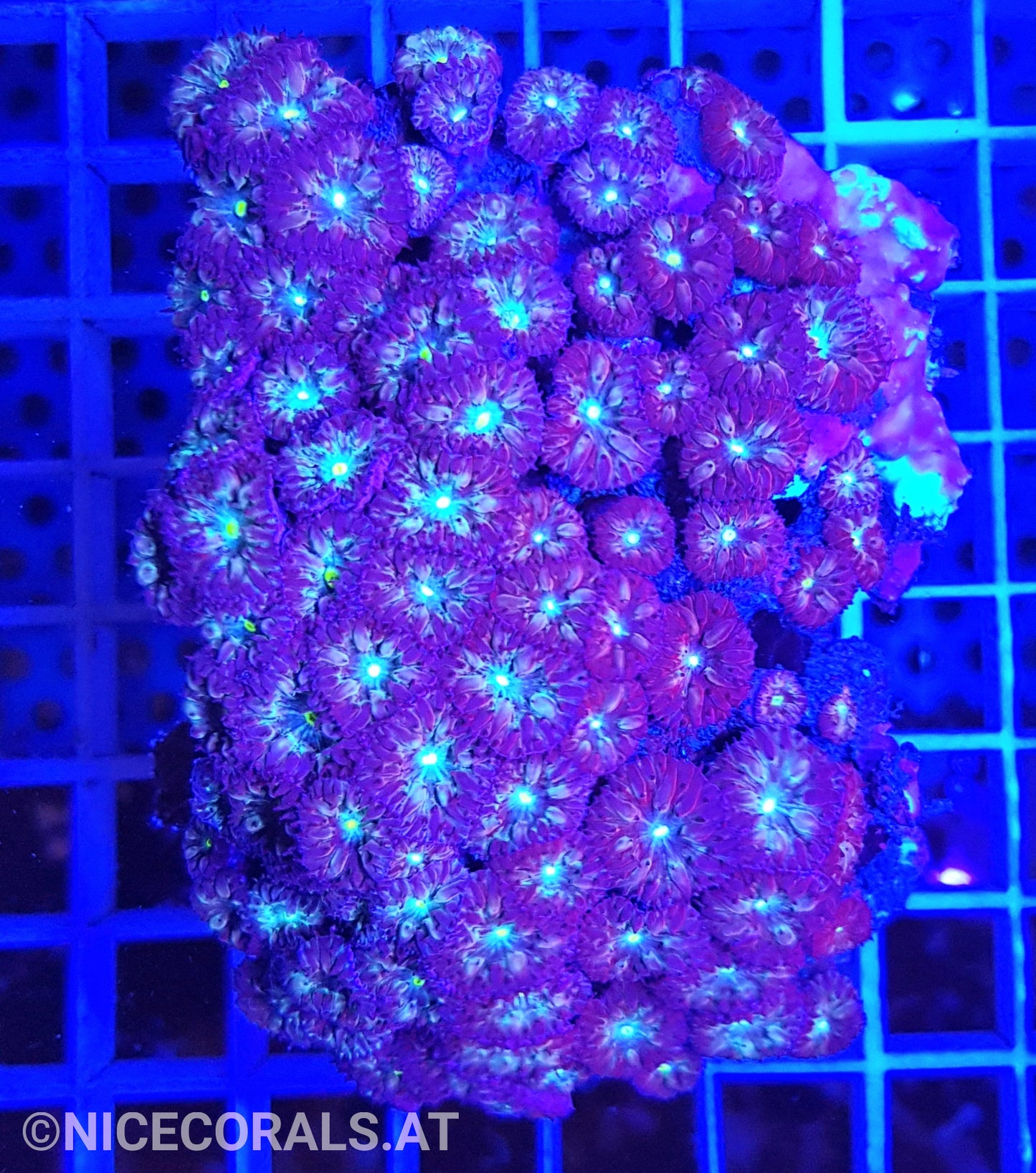 Blastomussa