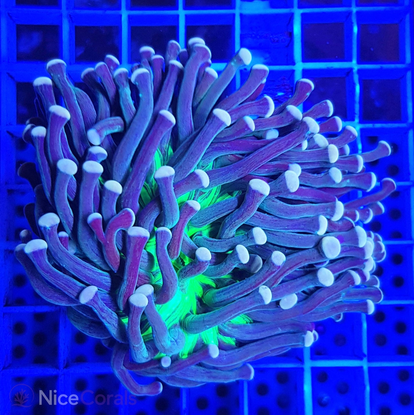 Euphyllia Black Torch Grade A