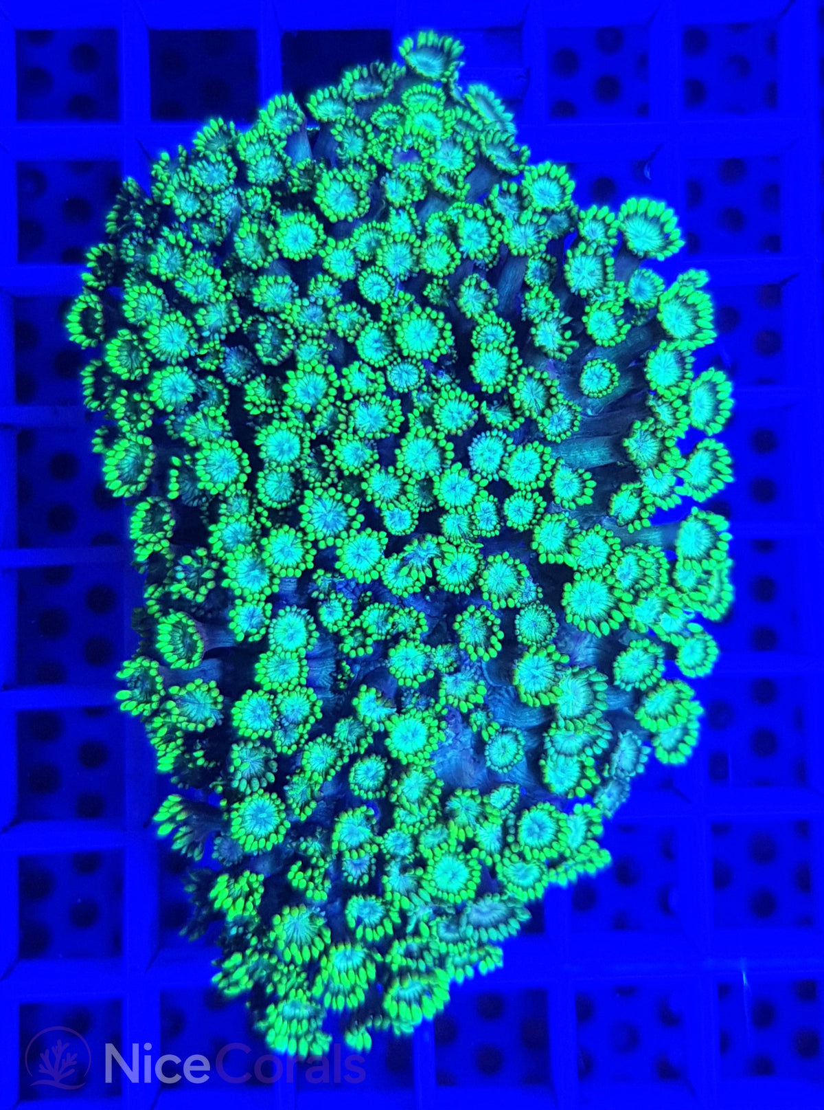Goniopora