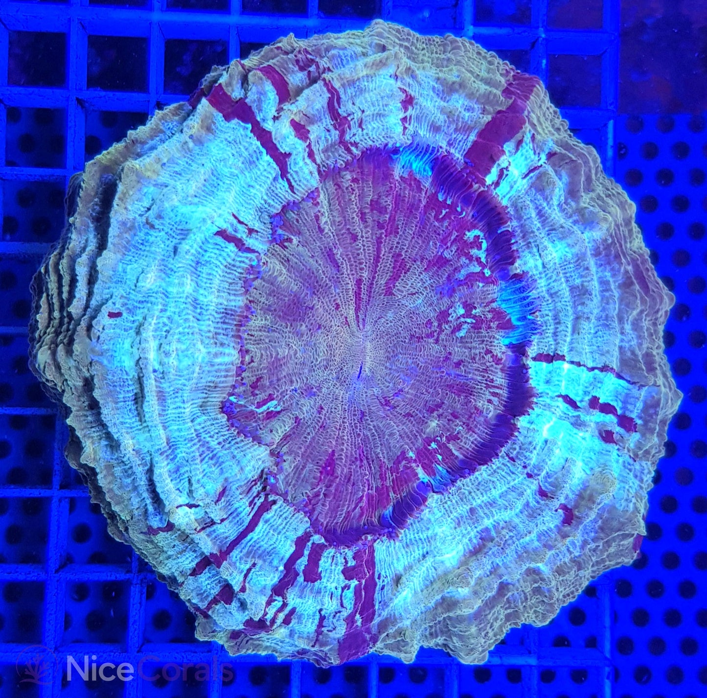 Cynarina SP. Acanthophyllia