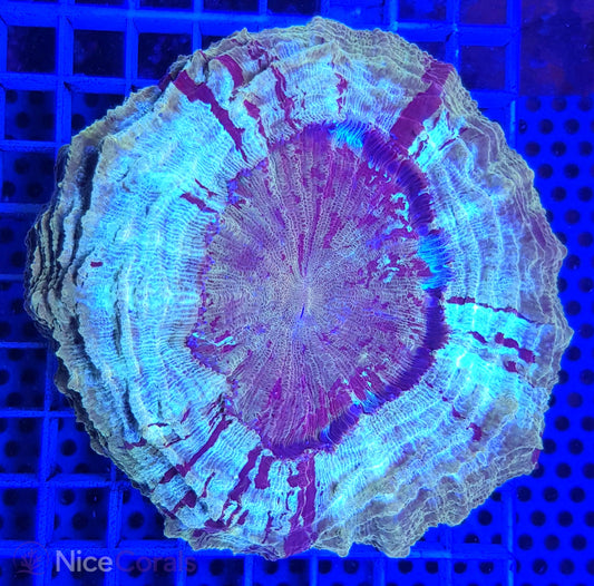 Cynarina SP. Acanthophyllia