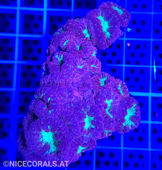 Blastomussa
