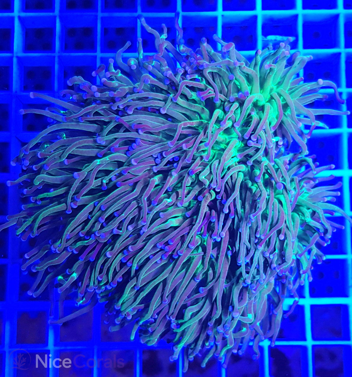 Euphyllia glabrescens