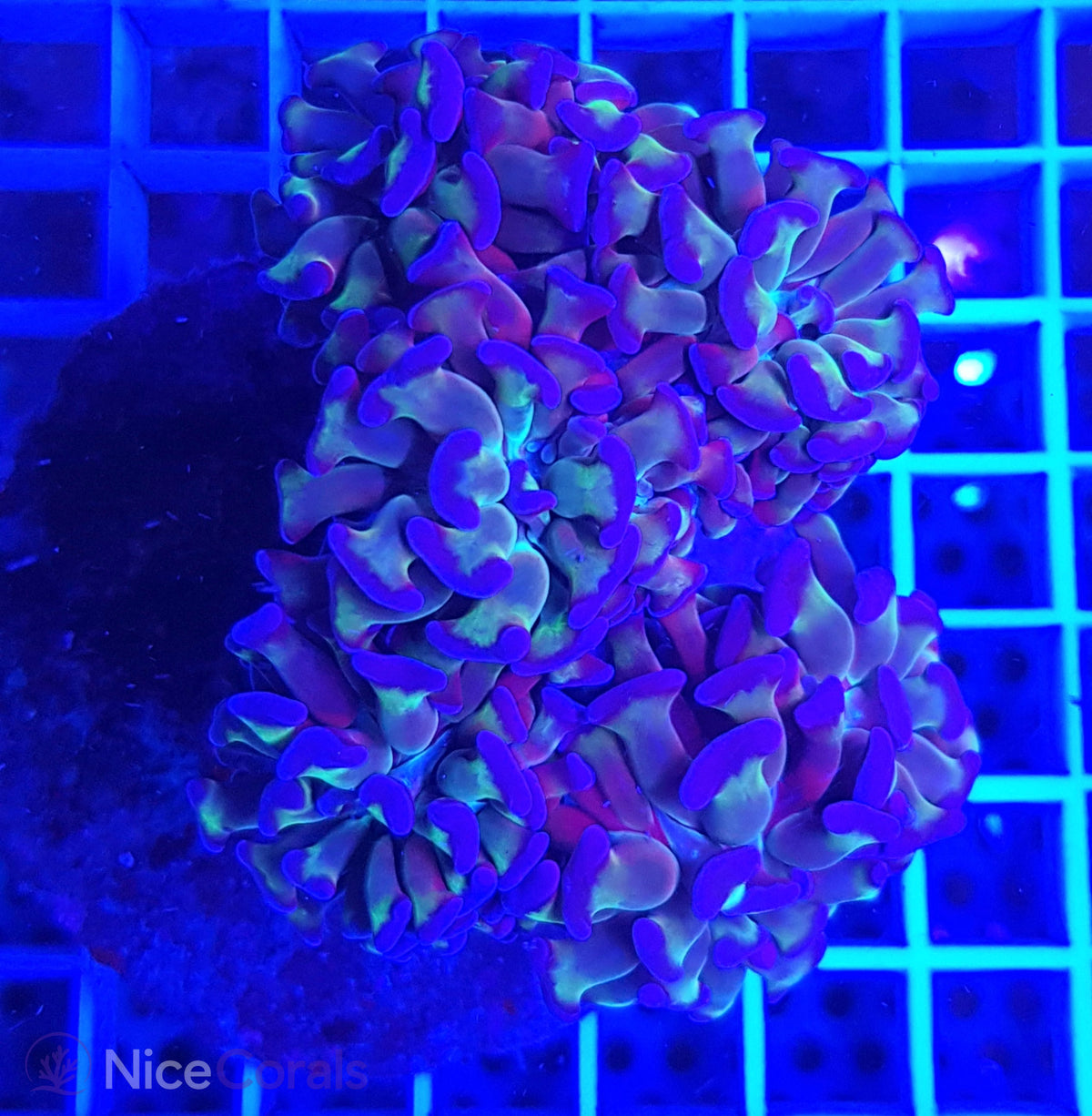 Euphyllia paraancora