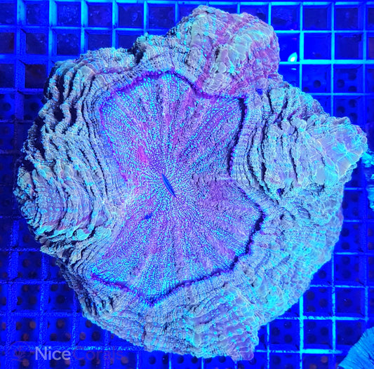 Cynarina SP. Acanthophyllia