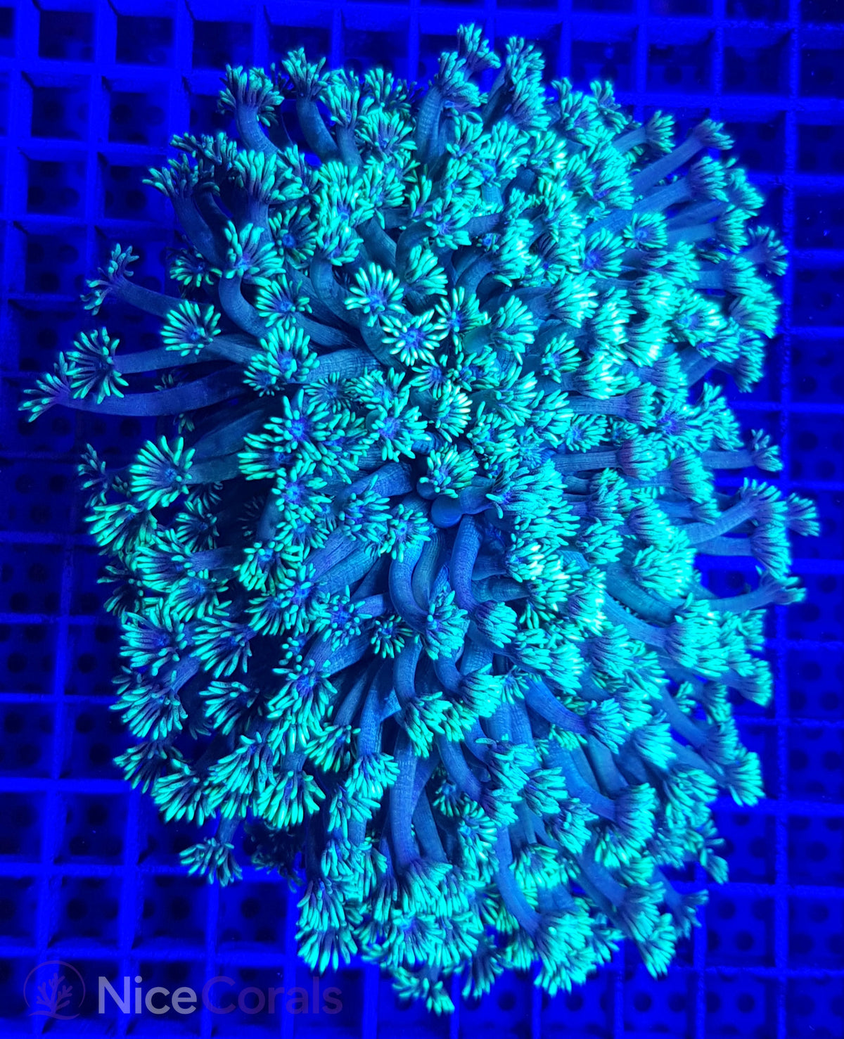 Goniopora XXL