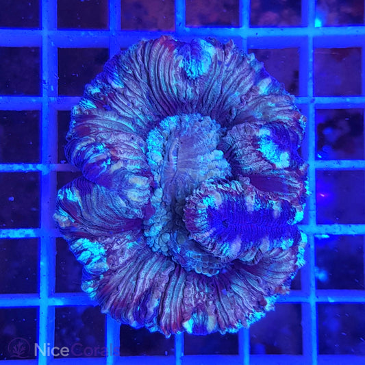 Trachyphyllia