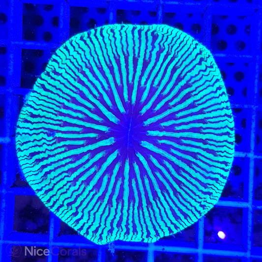 Cycloseris
