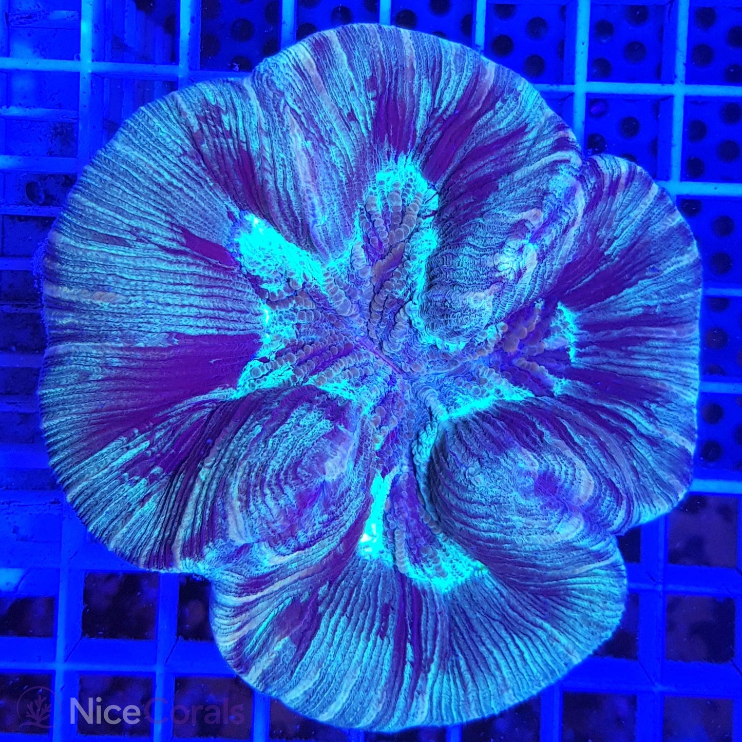 Trachyphyllia