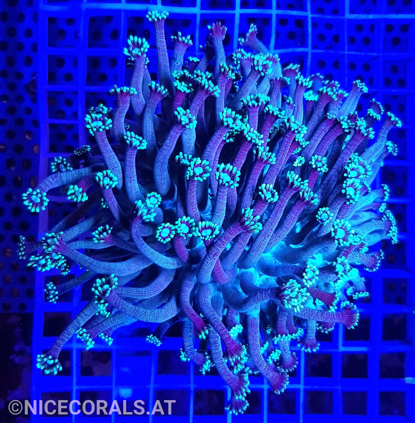 Goniopora