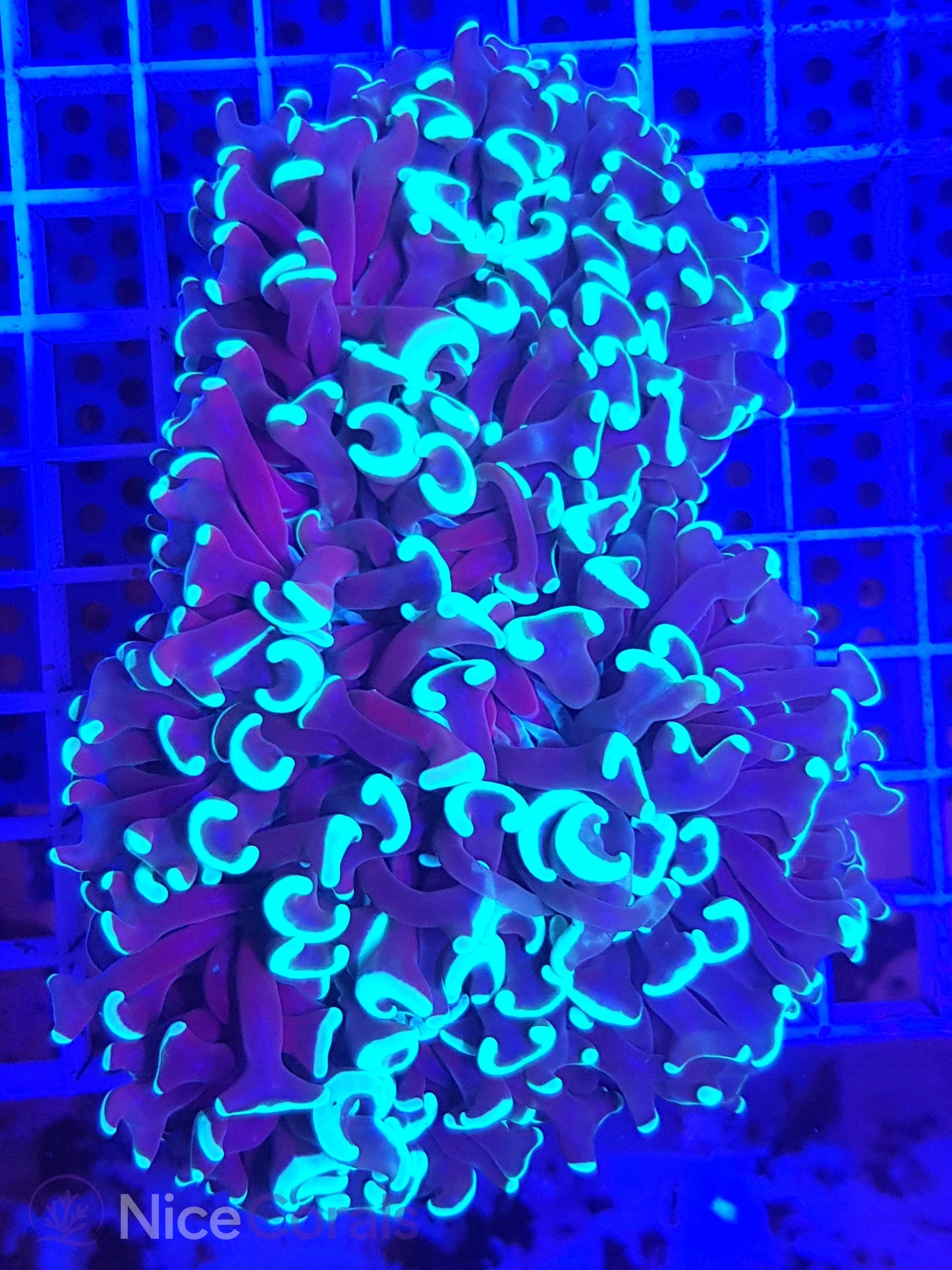 Euphyllia ancora