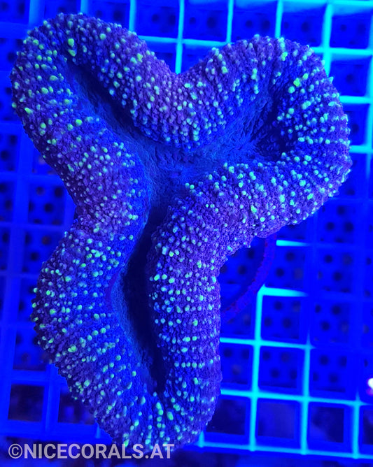 Lobophyllia