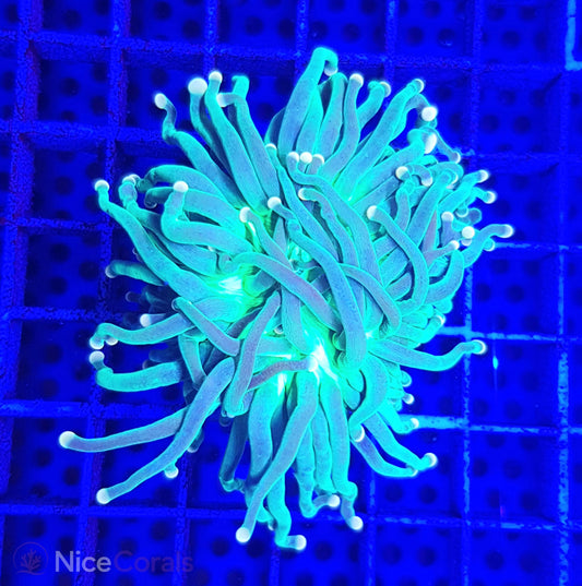 Euphyllia Torch
