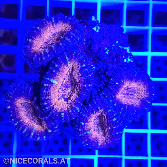 Lobophyllia