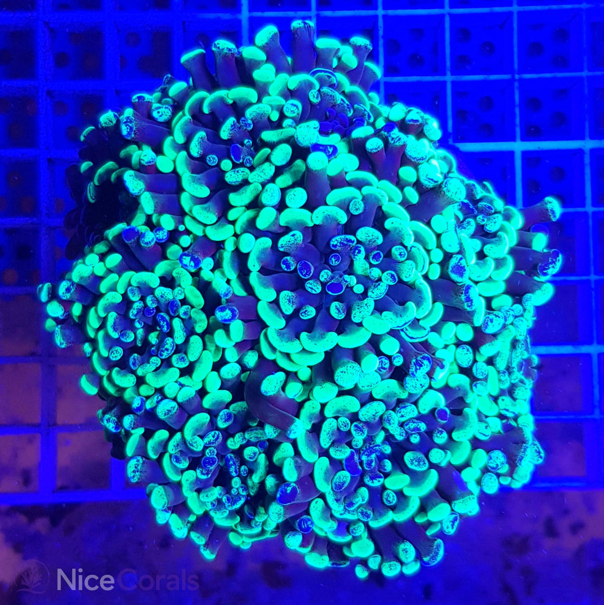 Euphyllia paraancora XXL
