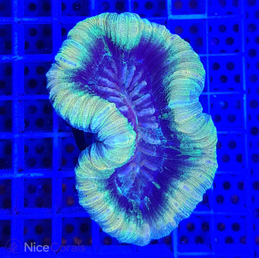Trachyphyllia
