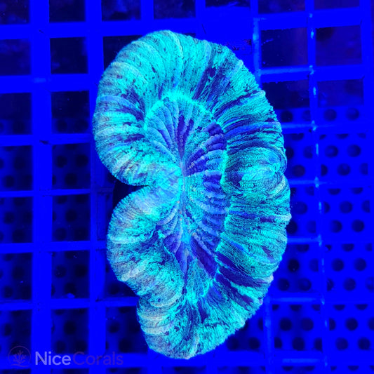 Trachyphyllia
