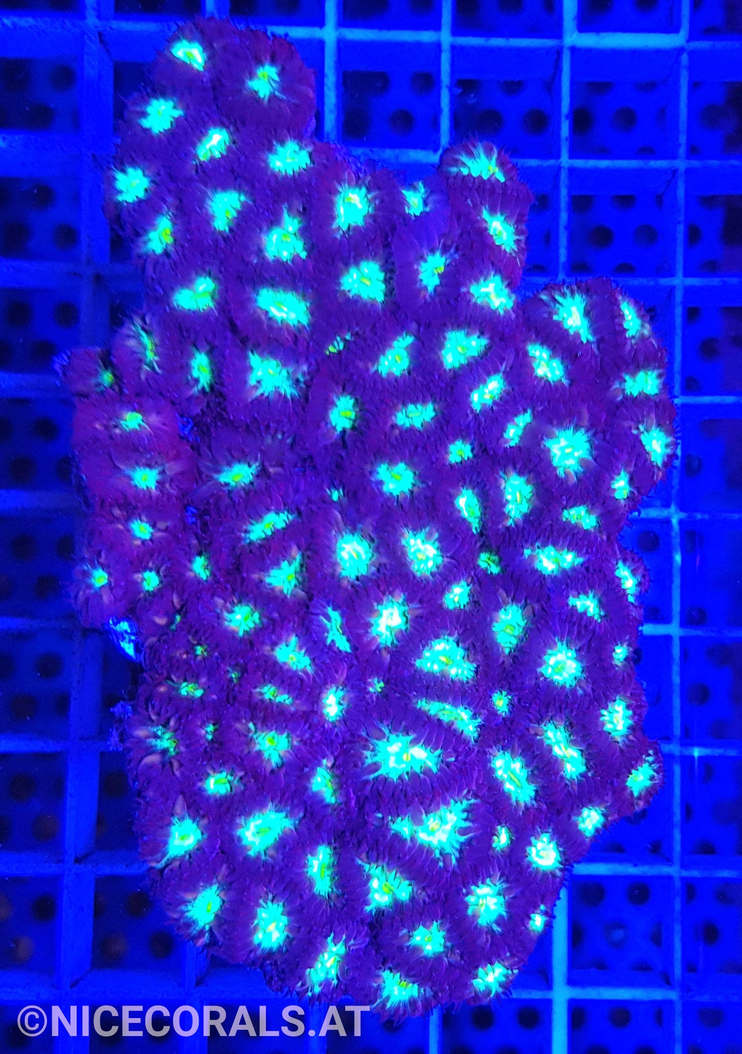Blastomussa