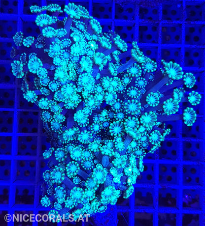 Alveopora