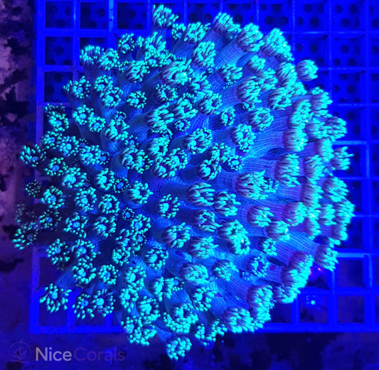 Goniopora XL