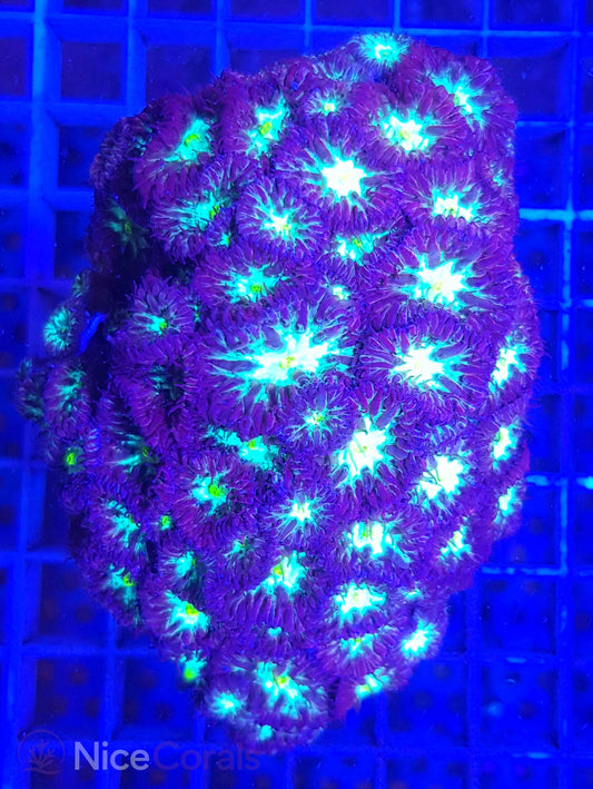 Blastomussa