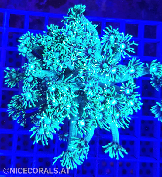 Goniopora