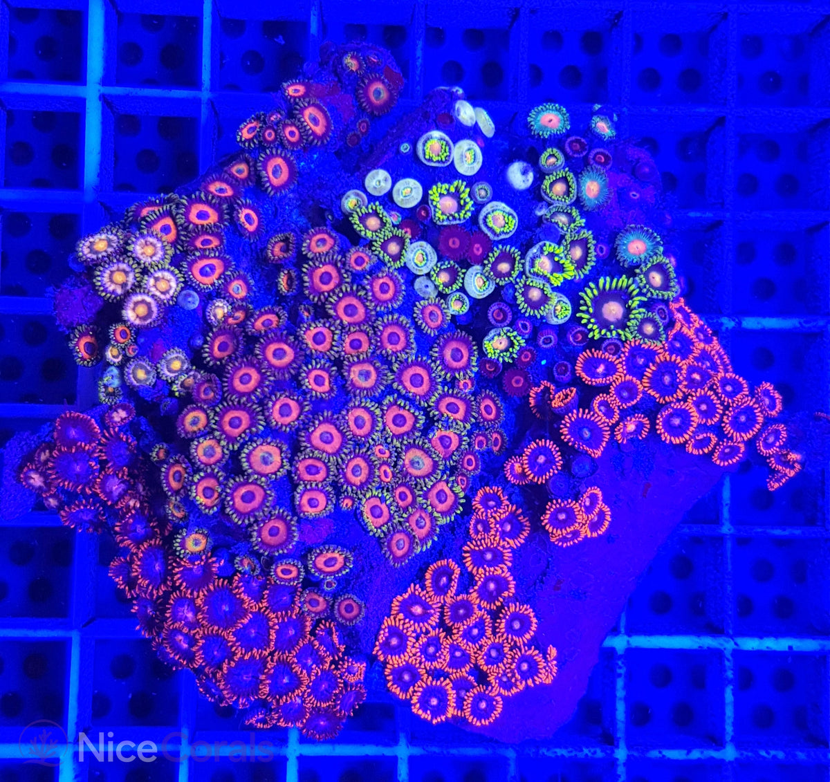 Zoanthus Mix