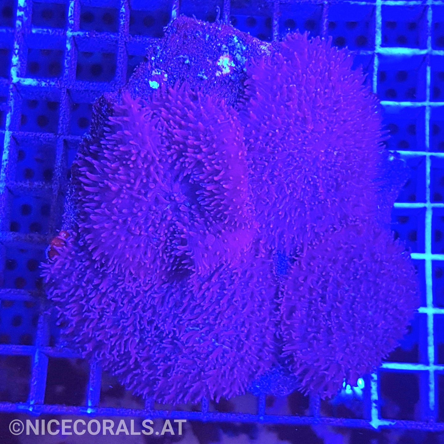 Rhodactis