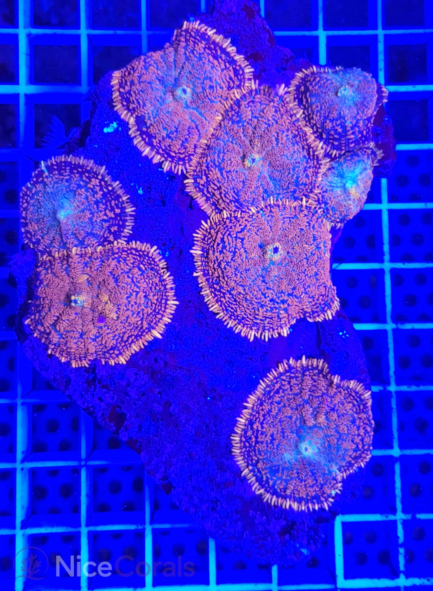 Rhodactis