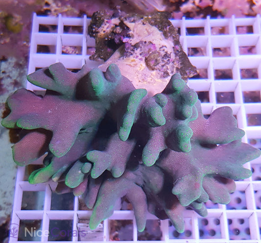 Lobophytum