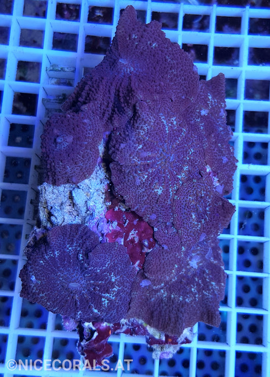 Discosoma