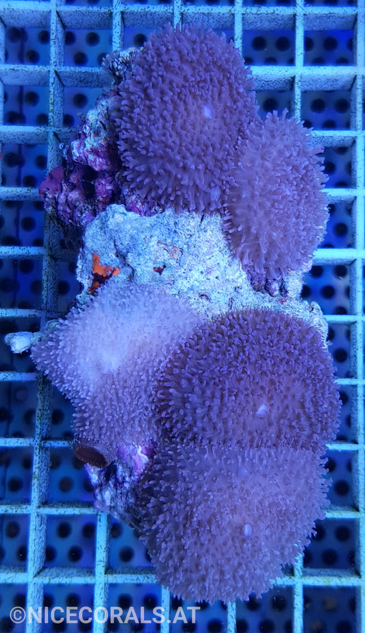 Rhodactis