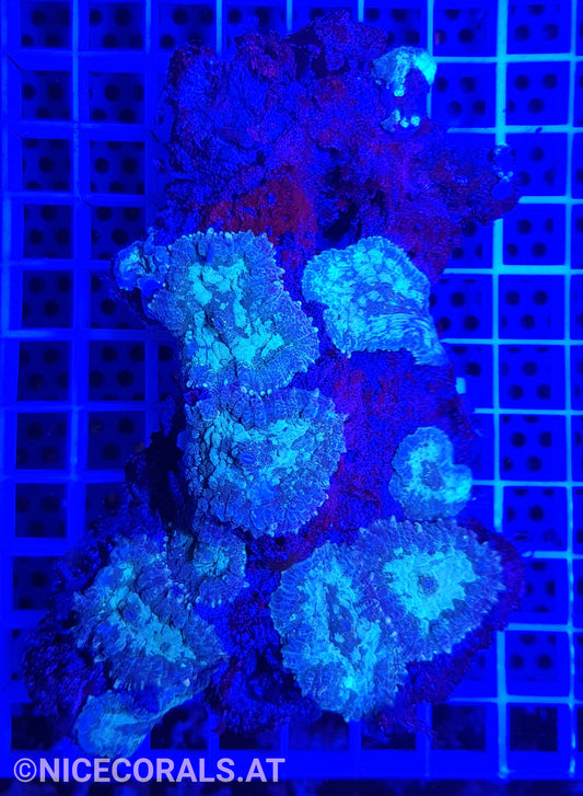 Rhodactis