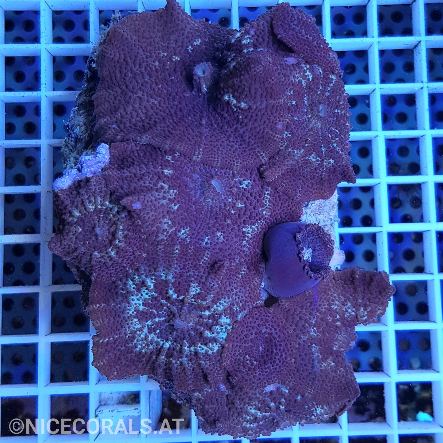 Discosoma