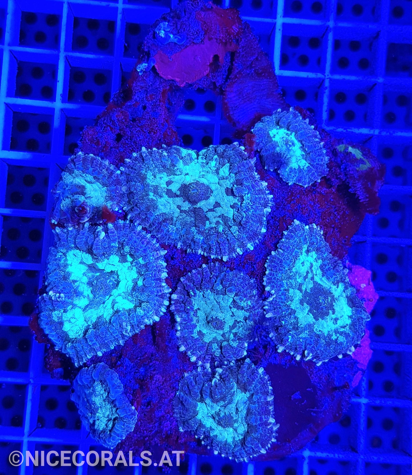 Rhodactis