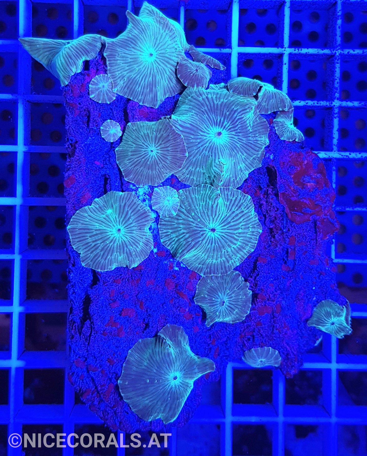 Discosoma