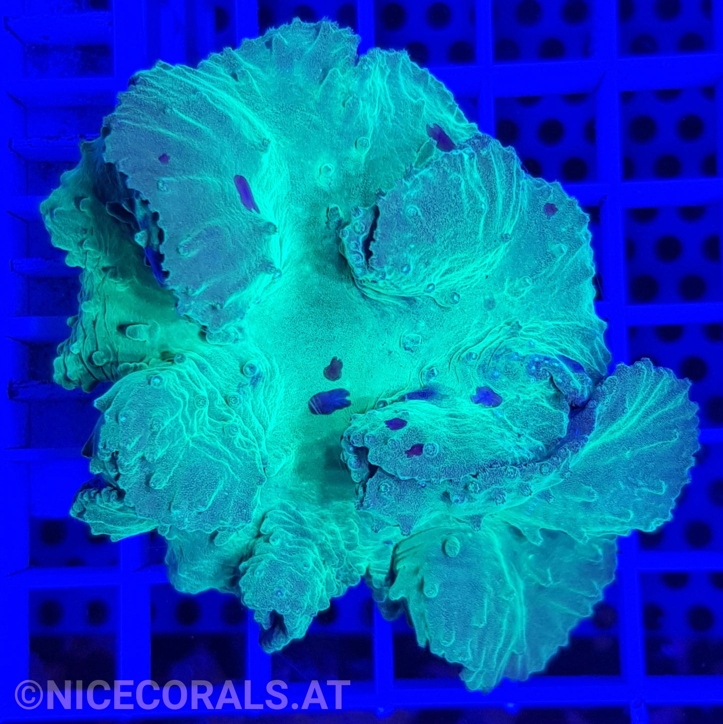 Sinularia Metallic Green