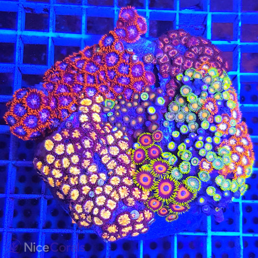 Zoanthus Mix