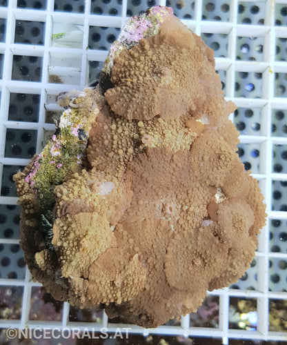 Discosoma