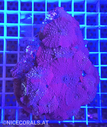 Discosoma