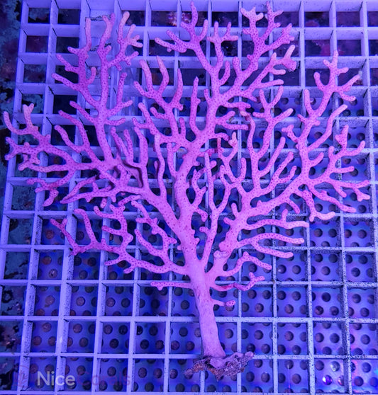 Gorgonie