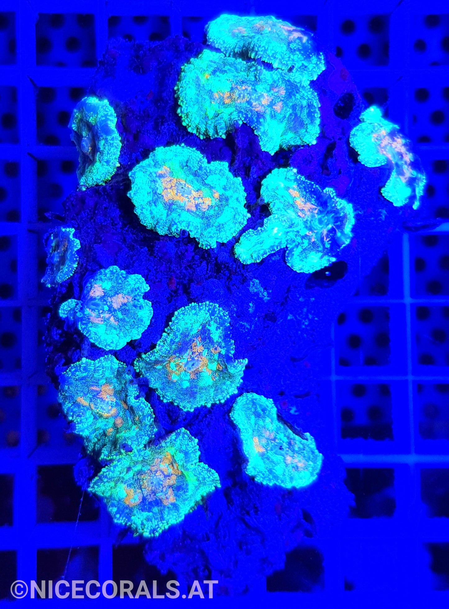 Rhodactis