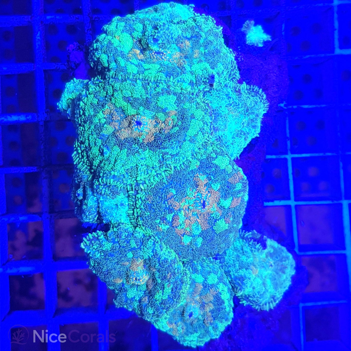 Rhodactis