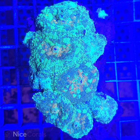 Rhodactis