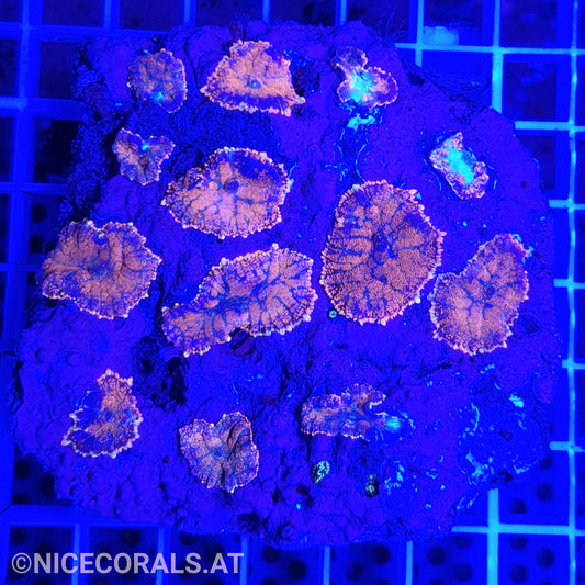 Rhodactis