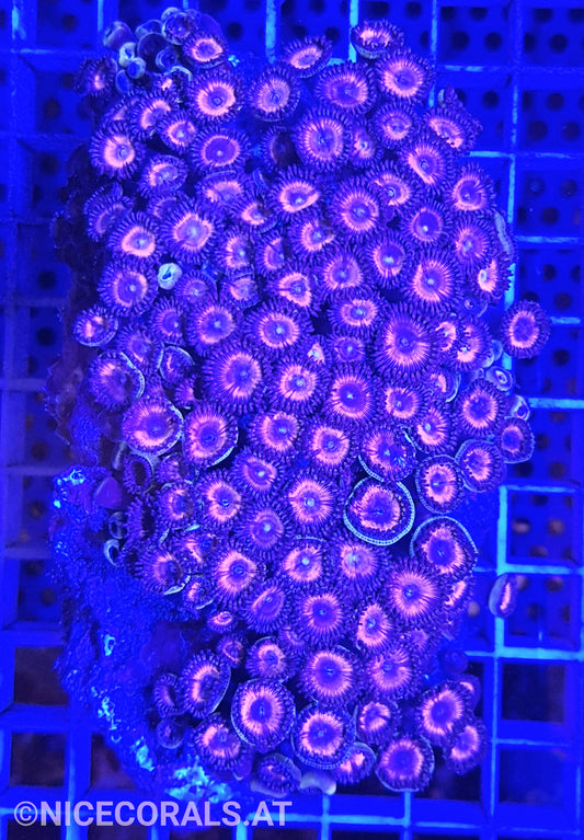 Zoanthus